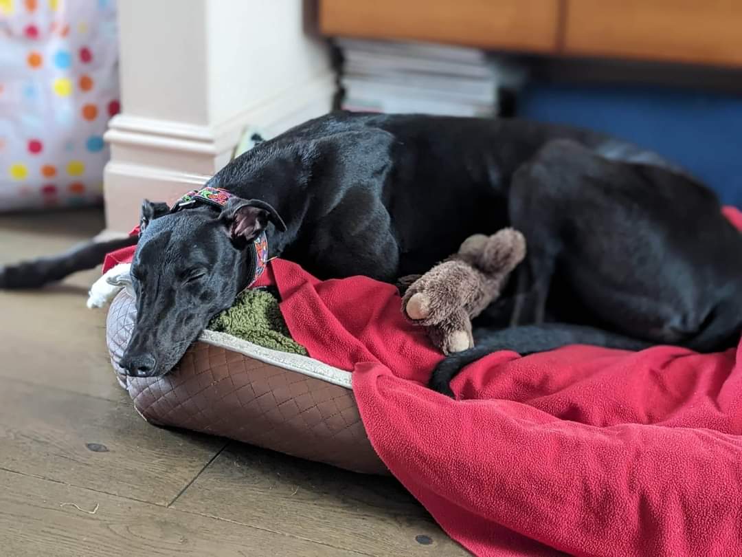 Meet Jackie , very small for a greyhound  . 4 years old 
Gets on well with other dogs 
Currently in a foster home 
norfolkgrehoundrescue.co.uk
07470 931 758