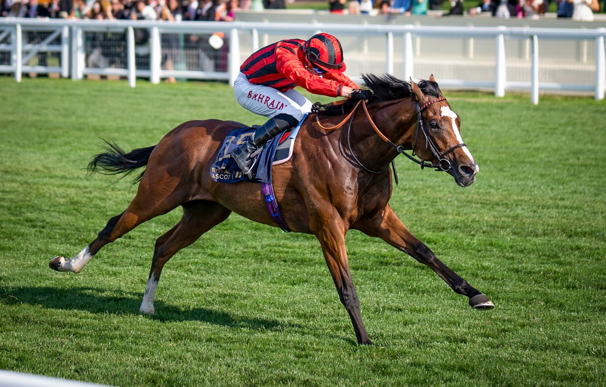 IREthoroughbred's tweet photo. .@edwalkerracing WAIPIRO (IRE) flies home under @TomMarquand to prevail in G3 Hampton Court Stakes. 🚀

A first stakes win for the Derby sixth. Bred @RiversfieldStud &amp; sired @coolmorestud Australia. Half to Hong Kong champ Waikuku (IRE) who also races for the Siu family. 🔴⚫ https://t.co/pCfGzAsjNU