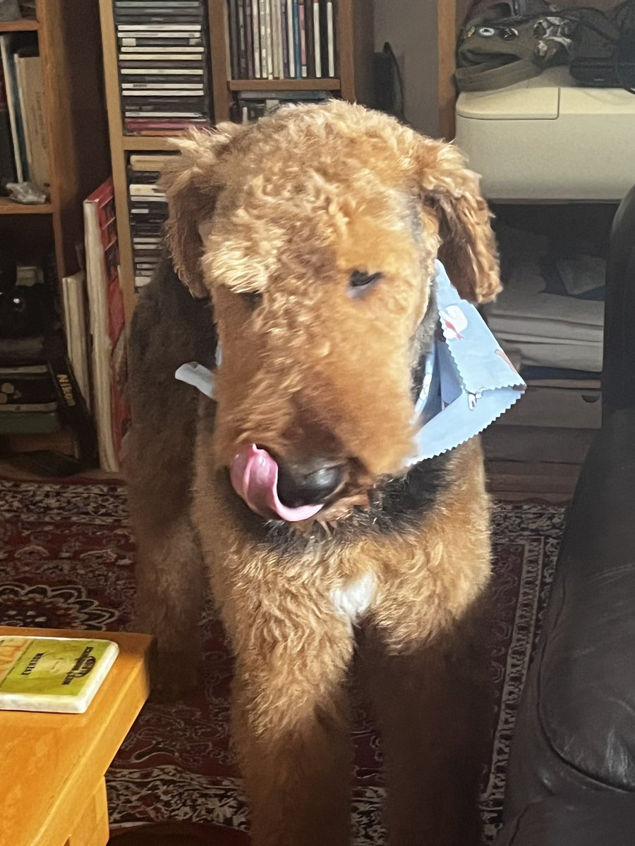 Ted after his first haircut and nail clip 
Now that’s better ! 
#airedale