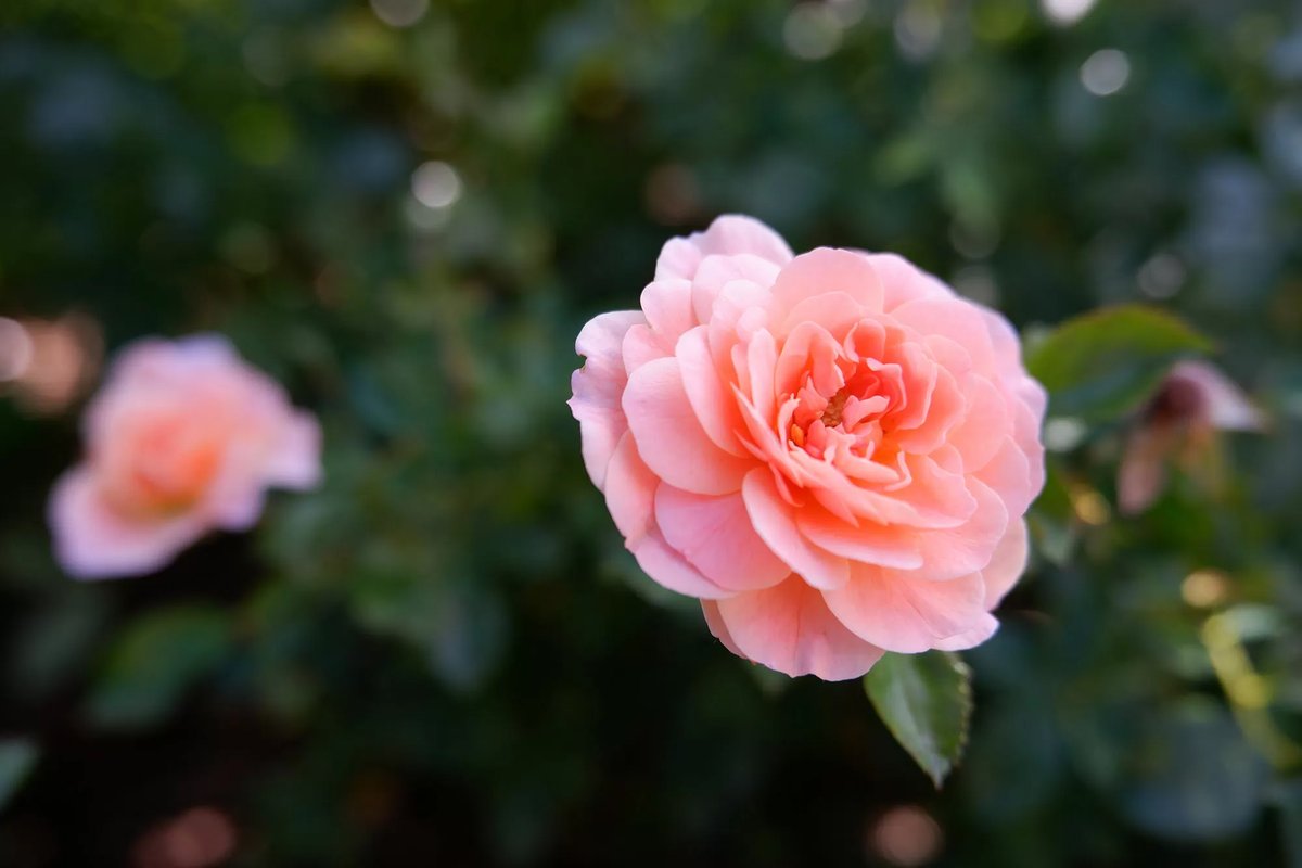 American Public Gardens Association on Twitter "RT RBGCanada This