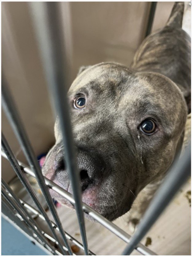 MyBoxerLuvMac1's tweet photo. 💔Shadow💔
#NYCACC #174745 3y
▪️KILL COMMAND❗
Affectionate sweetie's💔, as landlord won't allow. Came in w Zoom (BotR: also Kill Commanded), adores ppl, kids+🐕! Playful, well behaved +eager 2 please. Needs loving, N.East #Foster, 4 security, 2 decompress. Pls #pledge
💕Shadow https://t.co/4HoGOkzOJH