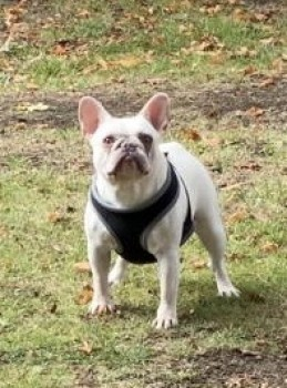 millypod1's tweet photo. 🆘21 JUNE 2023 #Lost STORM #ScanMe
White French Bulldog Female
Church Hill #Scraptoft #Leicester #LE7
https://t.co/HTVT8PATJu https://t.co/WevvPxrDME