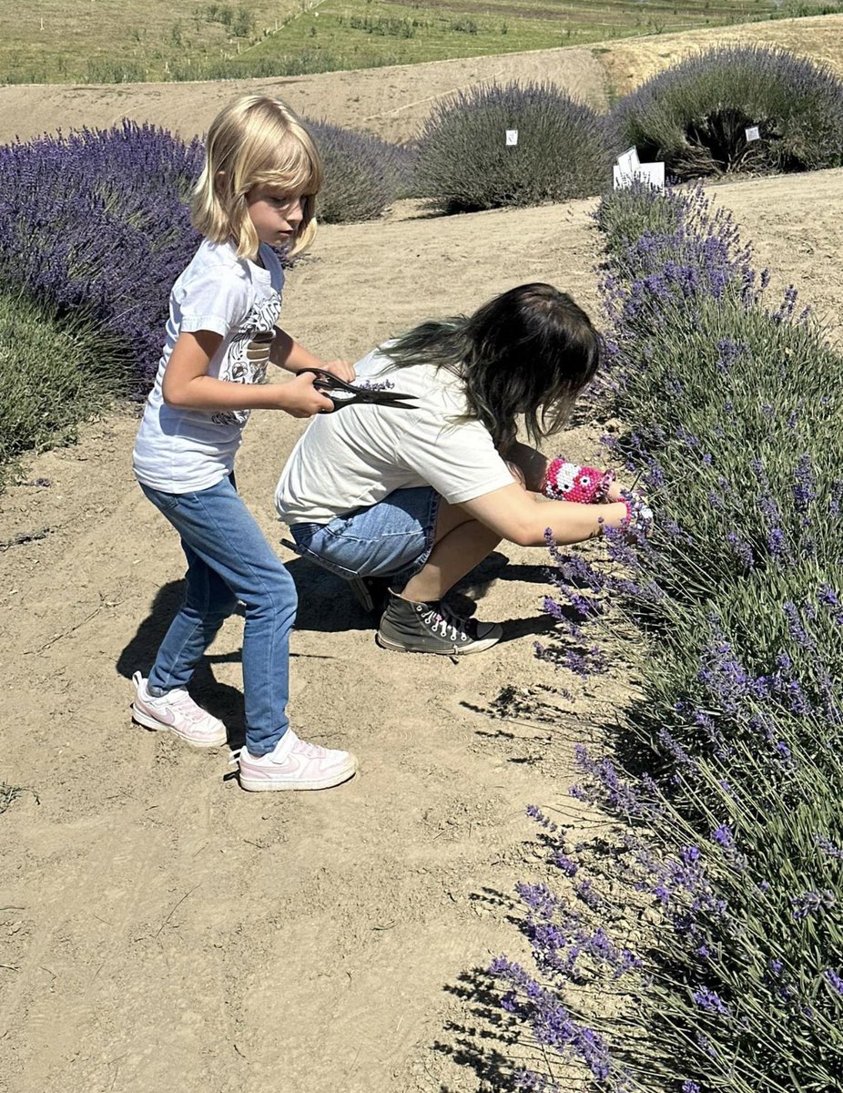 Rieveriee's tweet photo. Lavender https://t.co/CVx0fOid68