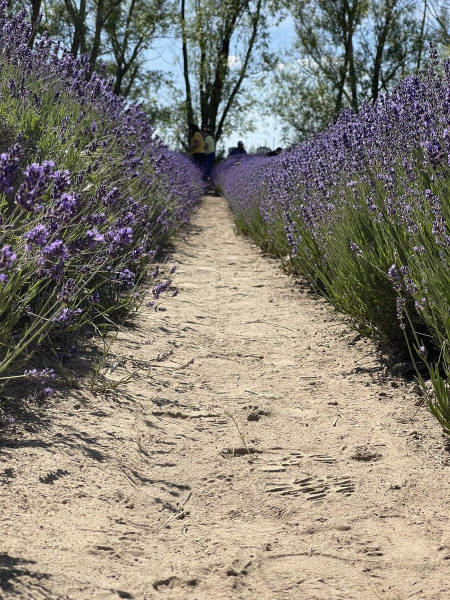 Rieveriee's tweet photo. Lavender https://t.co/CVx0fOid68