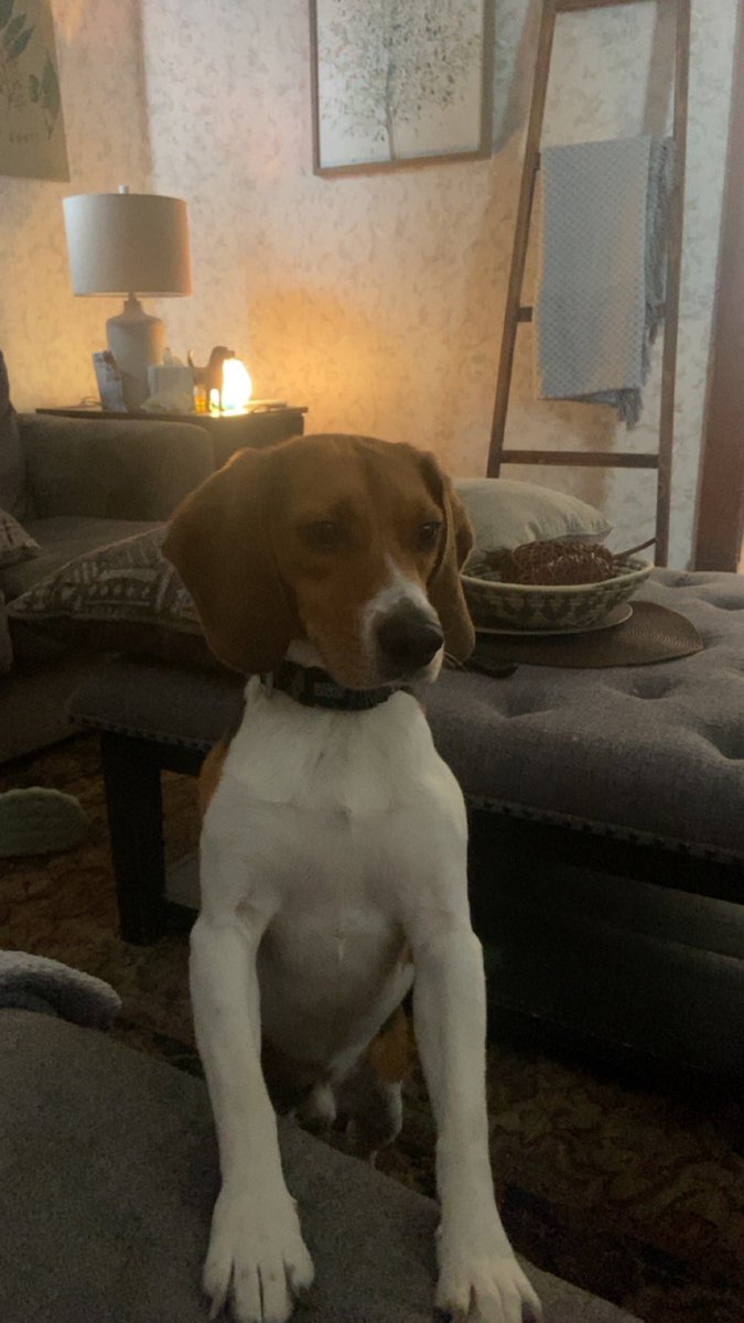 SkolThomas's tweet photo. @kindnessranch Baxter is living his best life!! https://t.co/EdrAfNdYL3