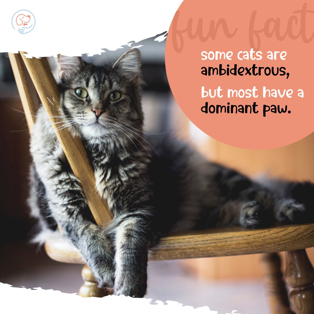 🐾 Fun Fact: Cats can be ambidextrous! 🐱 Our furry friends can use both paws, but most have a dominant paw. Share your stories of ambidextrous cats and celebrate their unique talents! 🐾 #CatFacts #AmbidextrousCats #FizgigApp