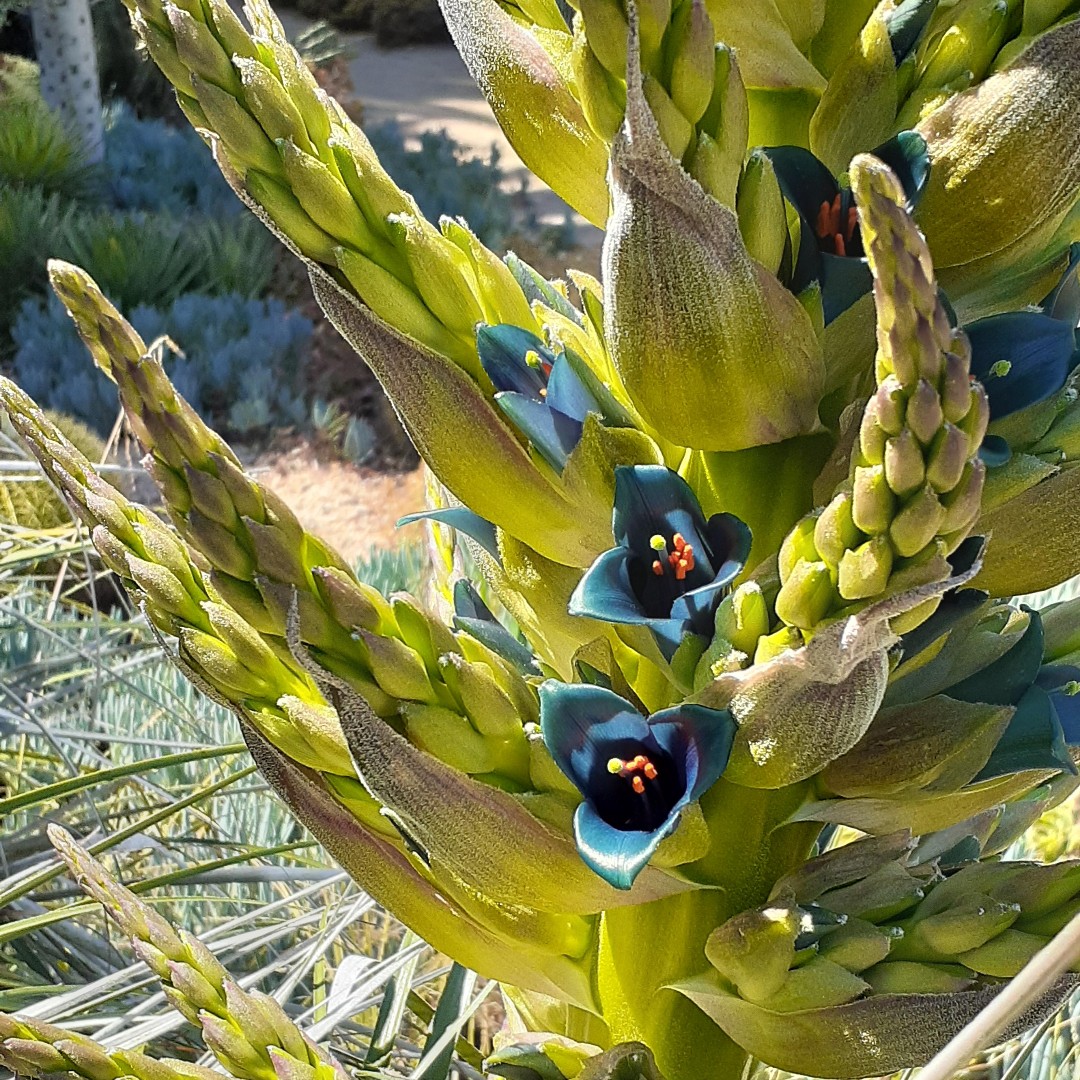 The Rancho's Puya is beginning its unbelievable  bloom in the Cactus Garden. This is the first time since 2019 that it is sending up spikes with stunning blue-green flowers.  The common name is  Sapphire Tower. #CactusGarden #PuyaAlpestris  #RareBlooms  Photo by Joanne Locnikar.