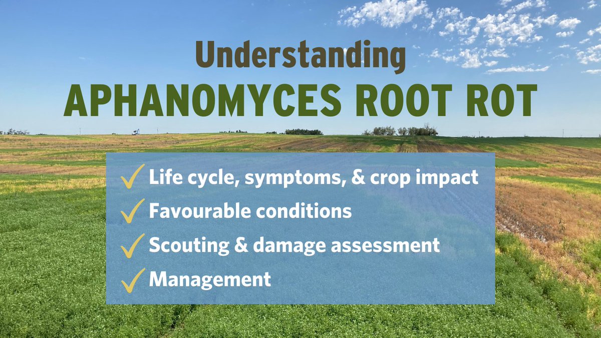 SaskPulse's tweet photo. Symptoms of #rootrot often appear in June or July in compacted soil areas or regions of high soil moisture. Check out our resources to learn more about identifying Aphanomyces issues in your fields: https://t.co/5GX1emBQGE #PulseAgronomy #SKAg #SaskAg #WestCDNAg #AgTwitter https://t.co/5qRkGt72SP