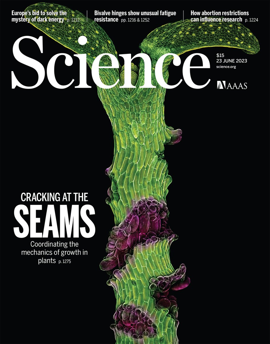 Internal twists in a mutant carnivorous plant reveal how genes control growth coordination via tissue mechanics.

Read this research and more in the latest issue of Science: scim.ag/361