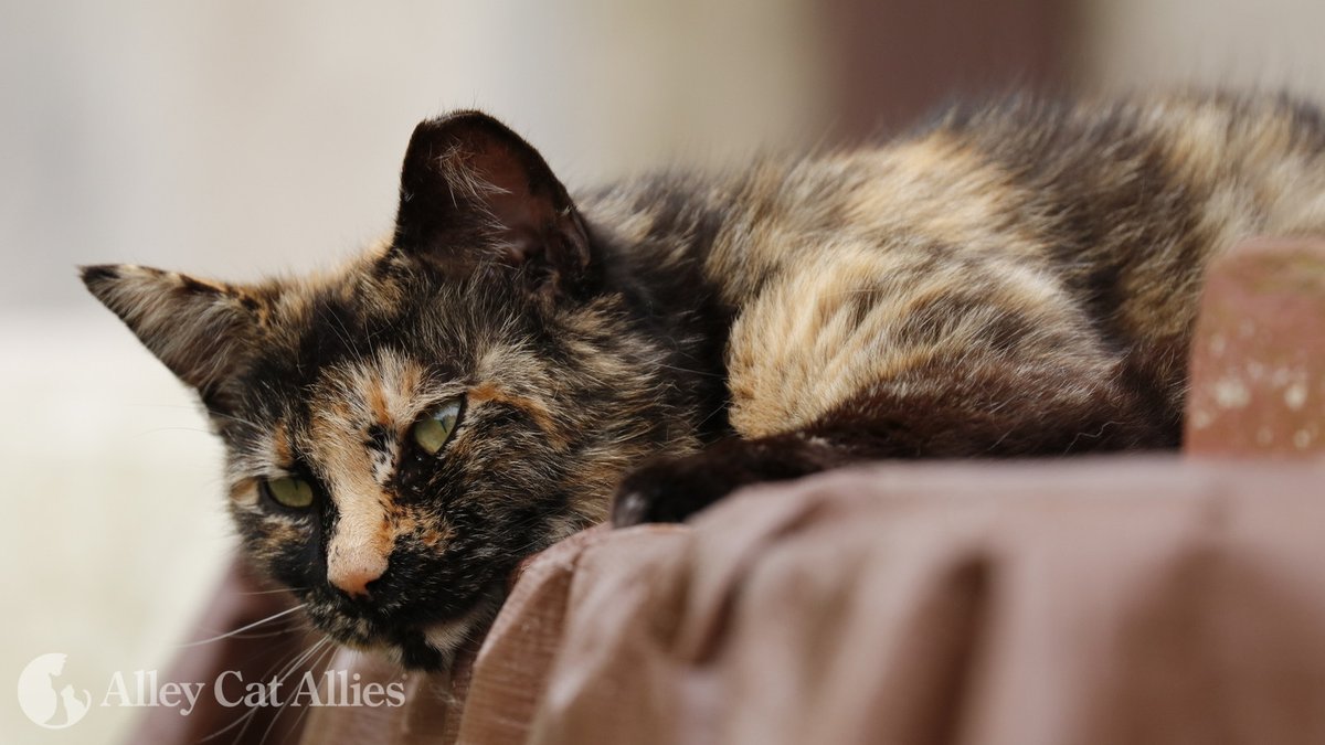 Alley Cat Allies tweet media