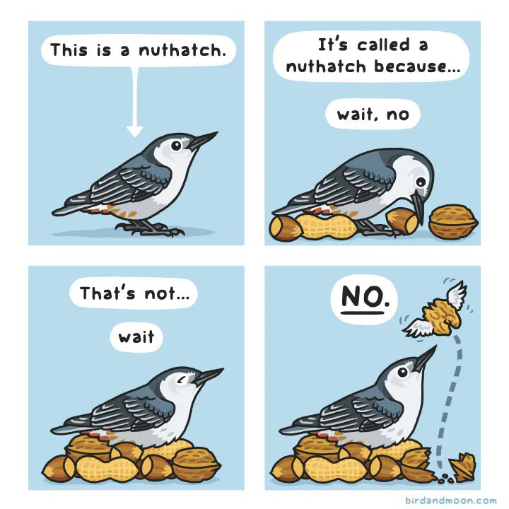 RosemaryMosco's tweet photo. An older comic about nuthatches. https://t.co/ChERgYS7dP