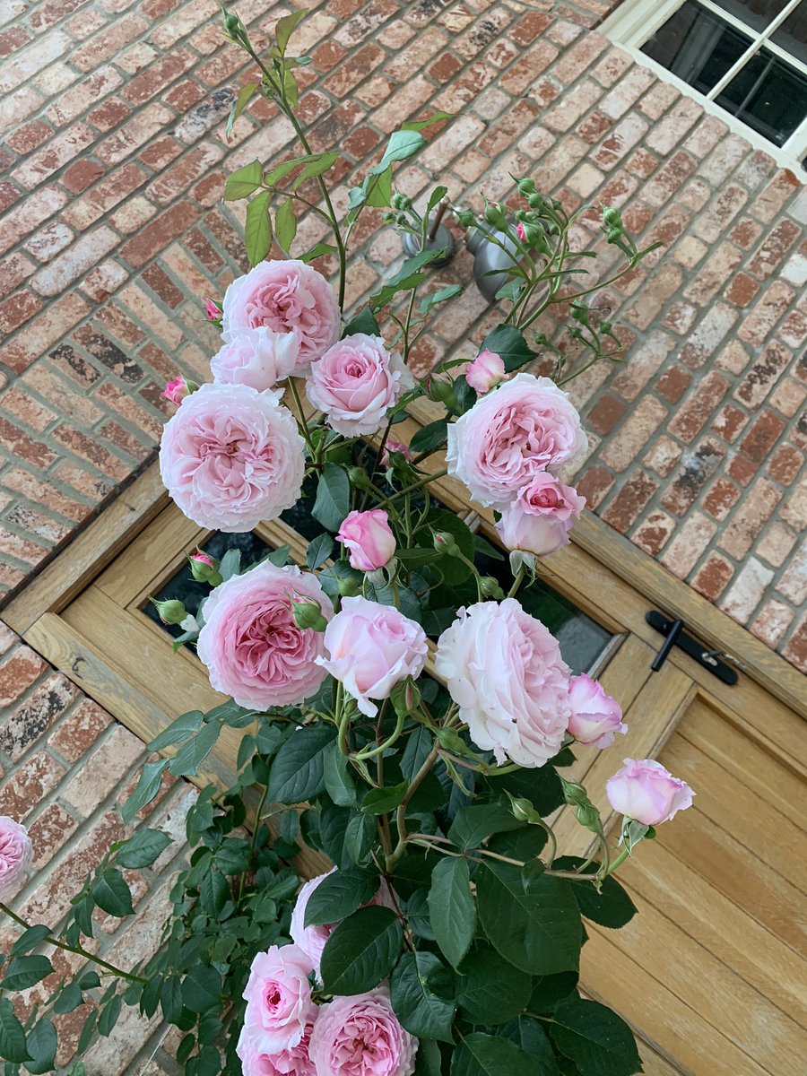 MoonRoseFi tweet picture