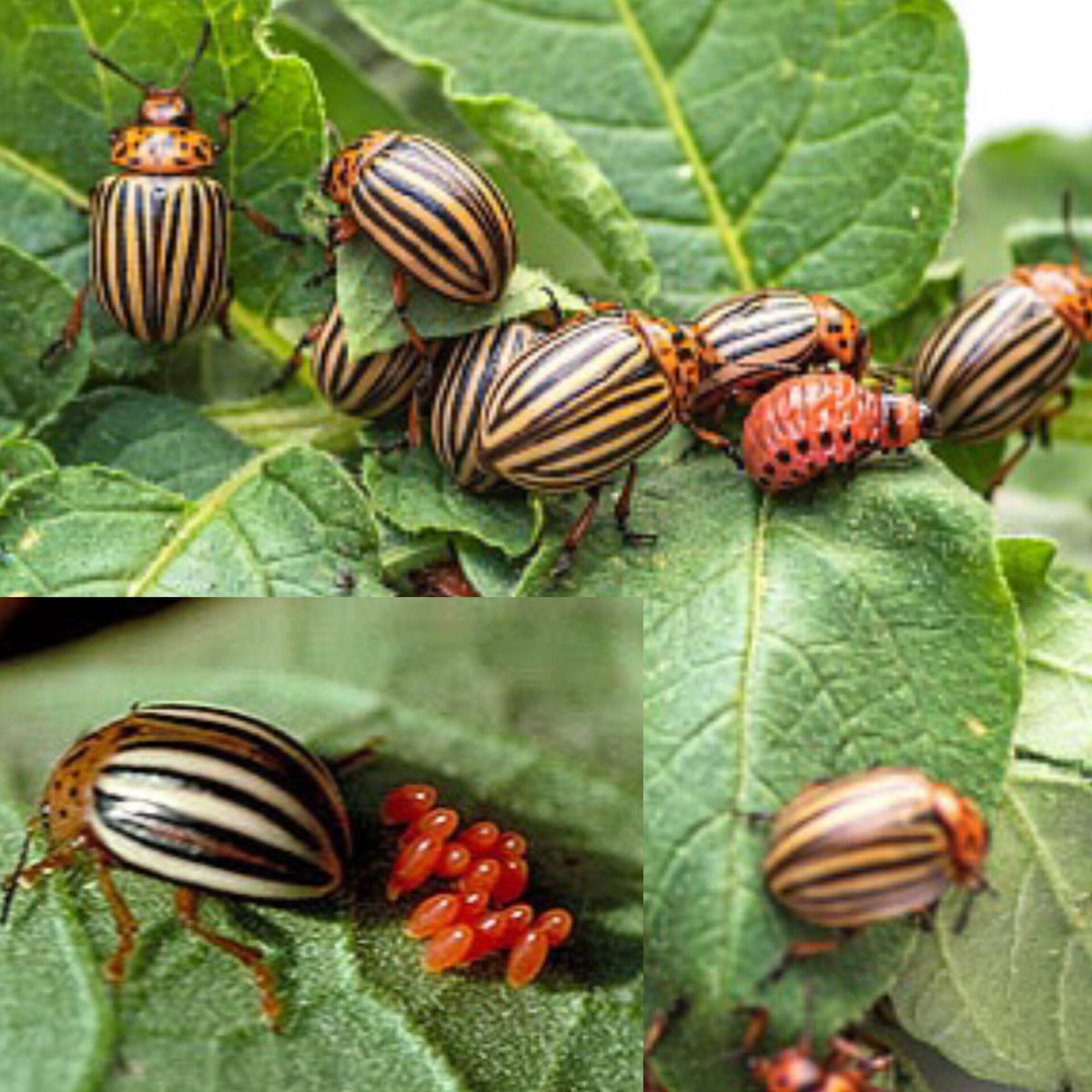 Potatoes grow very well in #Rasht region of Lakhsh district and people in this region get their bread and butter from this account!  but the Colorado beetles are causing people a lot of trouble #today #Tajikistan #FOTOS