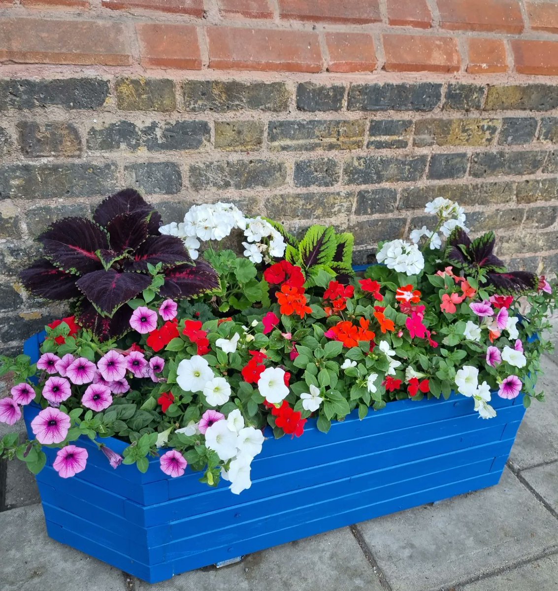 NomadicNursery's tweet photo. 2 weeks ago we planted up the trough planters outside Crystal Palace station that had been left empty for some time now. Really coming into bloom now!  
Hope it brightens up the day for all those who travel through!  🚆 🚉  🏵🪻⚘️ 🌺

#crystalpalace #crystalpalacestation https://t.co/IIp0L1ifIo