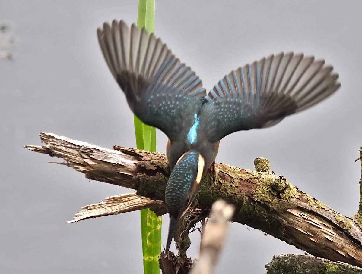 DaveMPhoto's tweet photo. The kingfisher stole the show this morning.
#wildlifephotography #kingfisher #eatingbugs #olympusem1ii #birdphotography https://t.co/Tuiz9Hayis