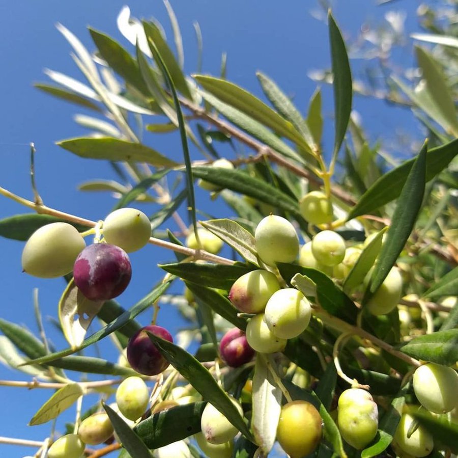 Extra Virgin Olive Oil Smells and Tastes Great.. EVOOPREMO Extra Virgin Olive Oil from selected boutique shops in the Puglia region of Southern Italy. Limited in quantity and sells fast. Visit - evoopremo.com/our-products/ for more details. #evoo #trending #oliveoil #fresholive