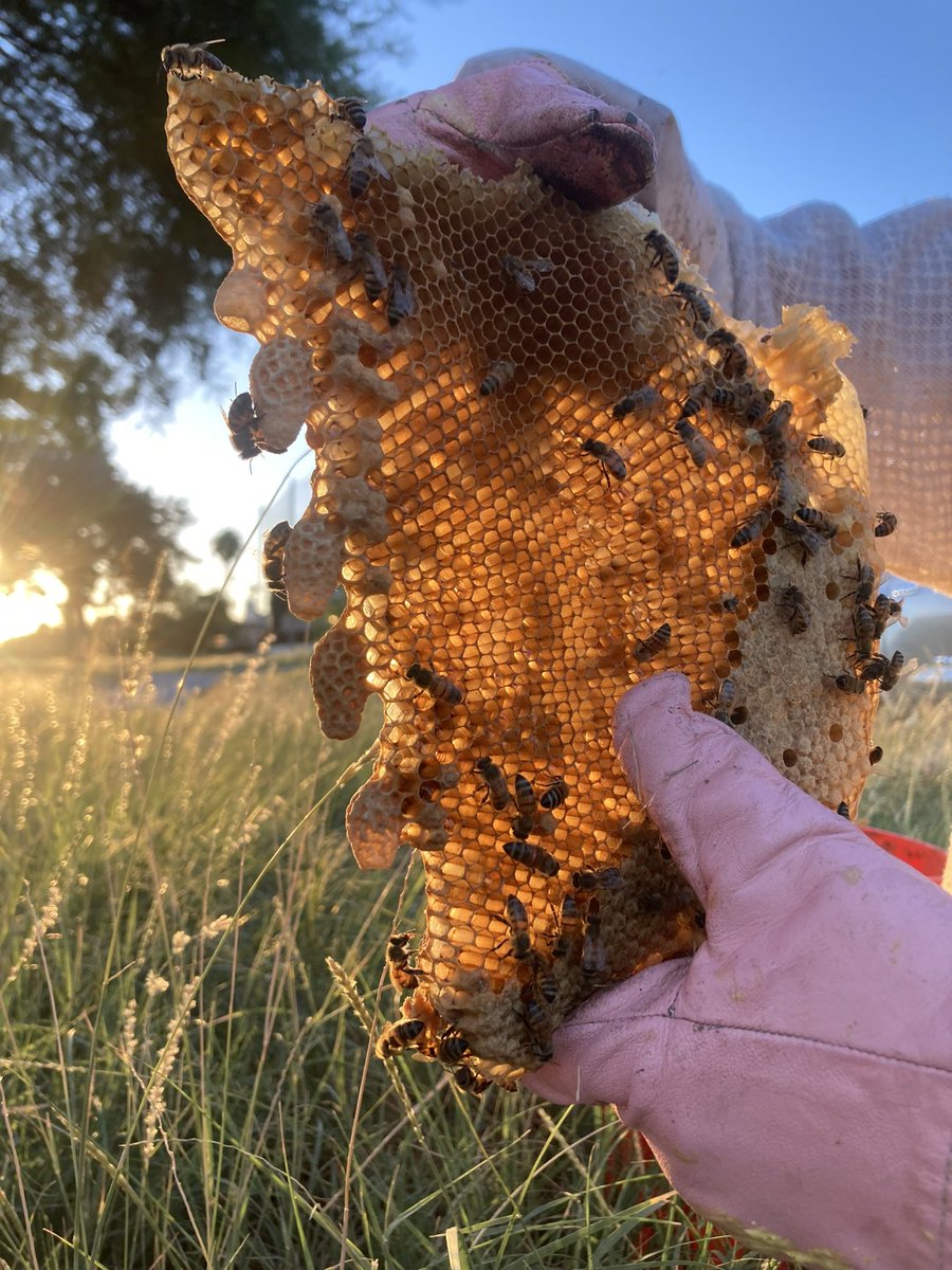 Some honeybees decided that valve boxes would make a good hive…to which I don’t disagree, but we decided to find them a new home with the help of a local beekeeper 🐝
@MarriottGolf @AudubonIntl 
#savethebees
#pollinators 
#sustainablegolf
#CamelbackGolf