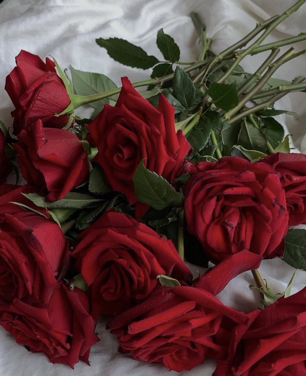 red roses.
