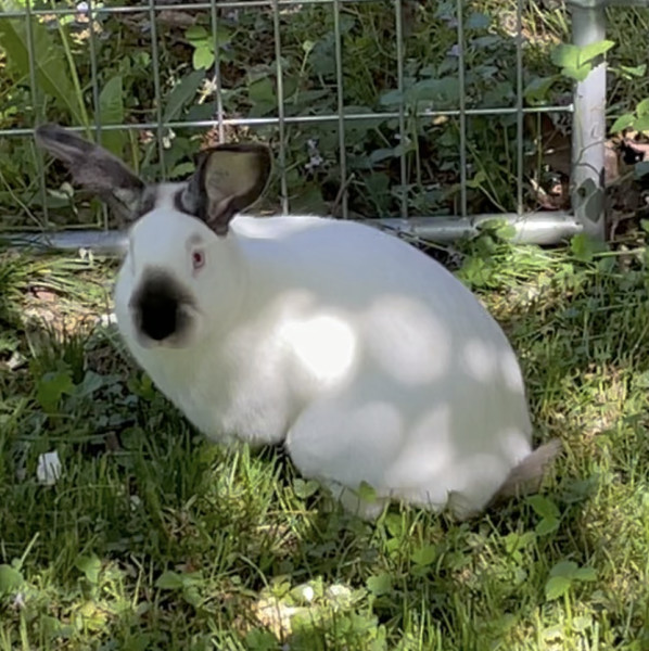 Joel is an adult Californian from #Kalamazoo, MI. petfinder.com/petdetail/6394…