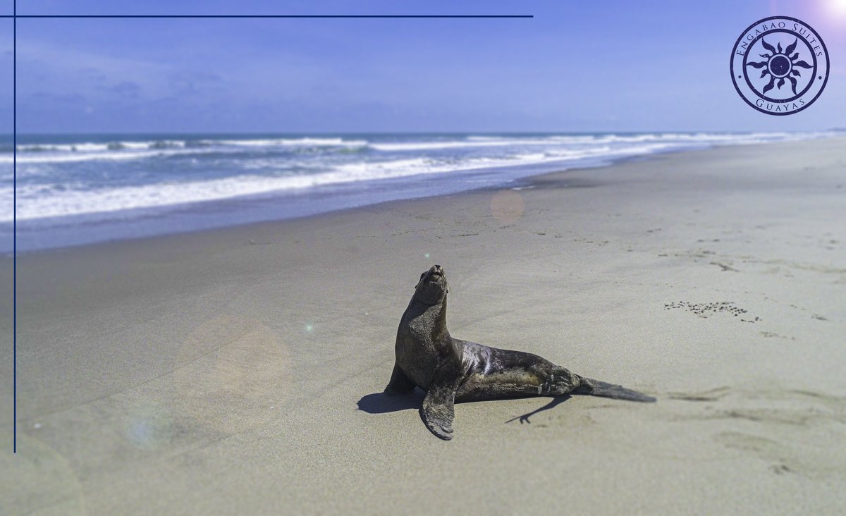 EngabaoSuites's tweet photo. Sea lions are crucial for maintaining the balance of marine ecosystems as top predators, regulating populations of fish and squid. Additionally, they serve as ambassadors of the oceans. https://t.co/cJtml98KP3