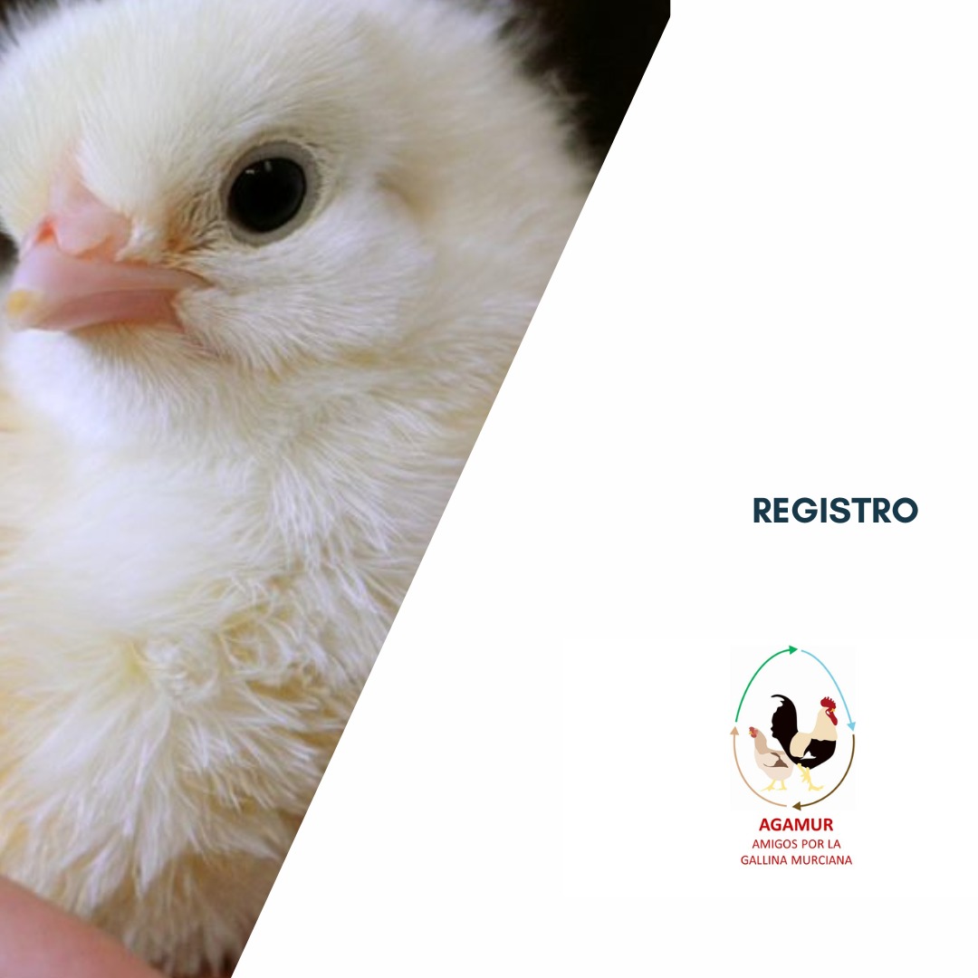 ¿Eres socio y quieres dar de alta un nuevo individuo? 
Puedes hacerlo a través de agamur.eu/registro-indiv…

#razaautoctona #gallomurciano #GallinaMurciana