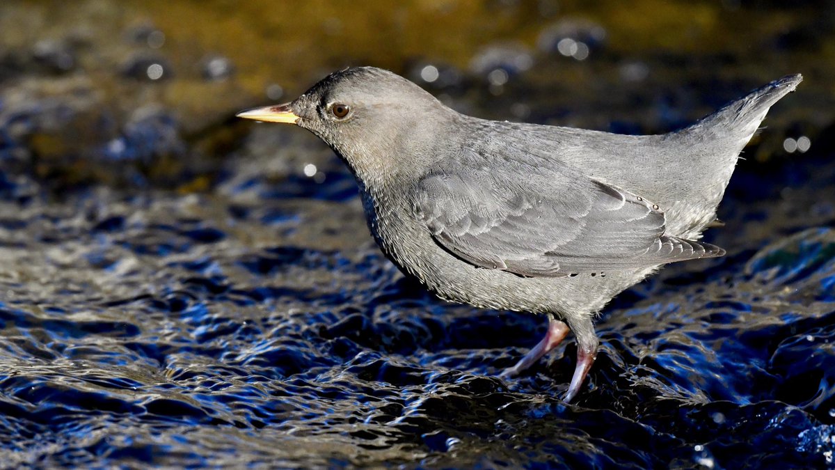 Look at this little American Dipper! Hear these birds sing in our latest episode, waters of #Colorado 

ambientcolorado.com/podcast/water/

#podcast #ambient

Photo by Larry Lamsa CC-BY 2.0