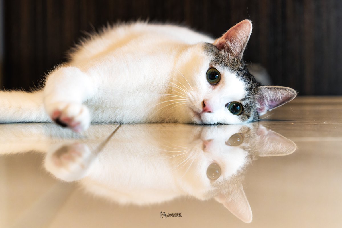 Wジン君

#ねこ #cats #猫好きさんと繋がりたい #猫好き #catlover #東京カメラ部