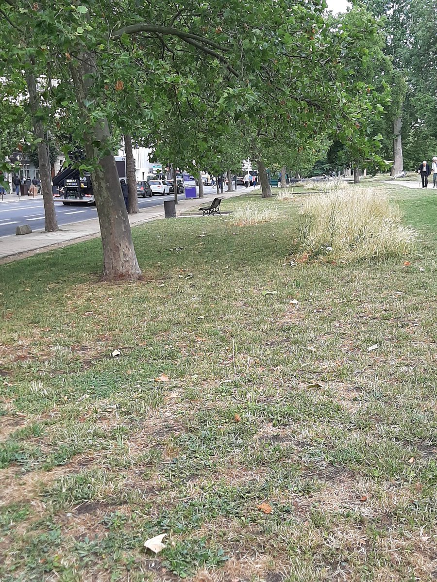 Oui ils adorent...raser à tout va aussi...Vincennes/Paris idem...qq herbes et on rase autour, ça s appelle preserver la biodiversité 🤣