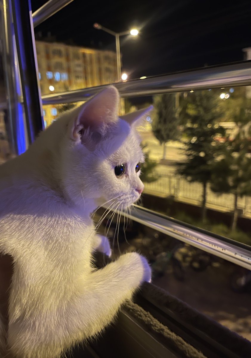 şov için doğmuş biri..🐣