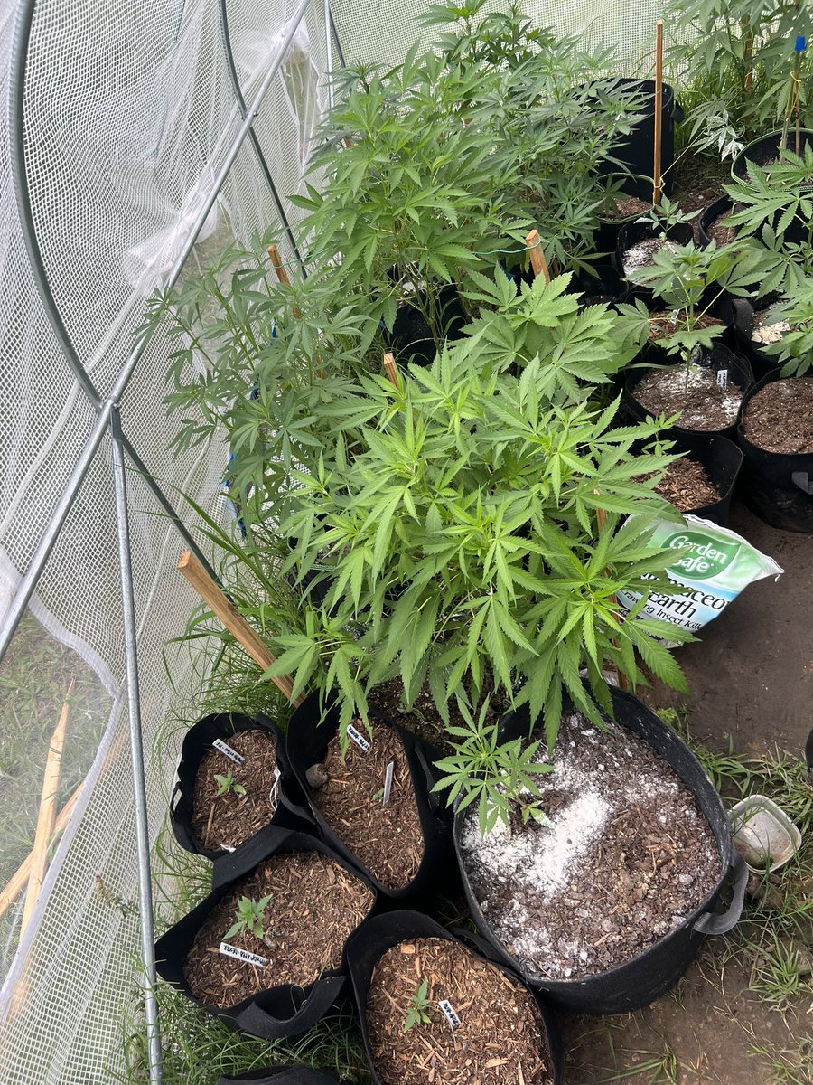 I’m loving my outdoor tent. Next year we really going for it 👀 #CannaLand #Growmies #GrowYourOwn #GreenLeopard #OnlyPlants #StonerFam #CannabisCommunity #CannabisCultivation
#SeaofBeam
#CannabisCulture