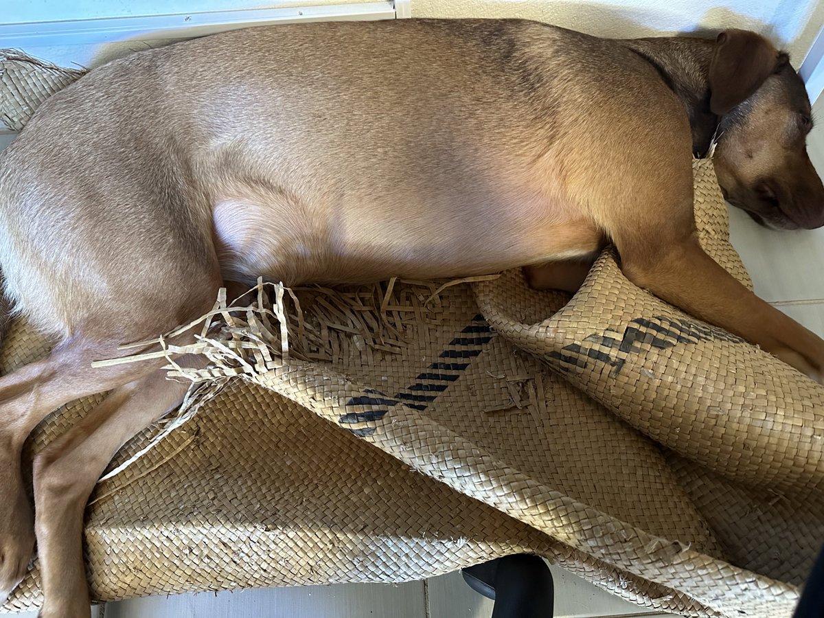 FurrrryB's tweet image. Taking over human’s #footmat is one of my favorite things!