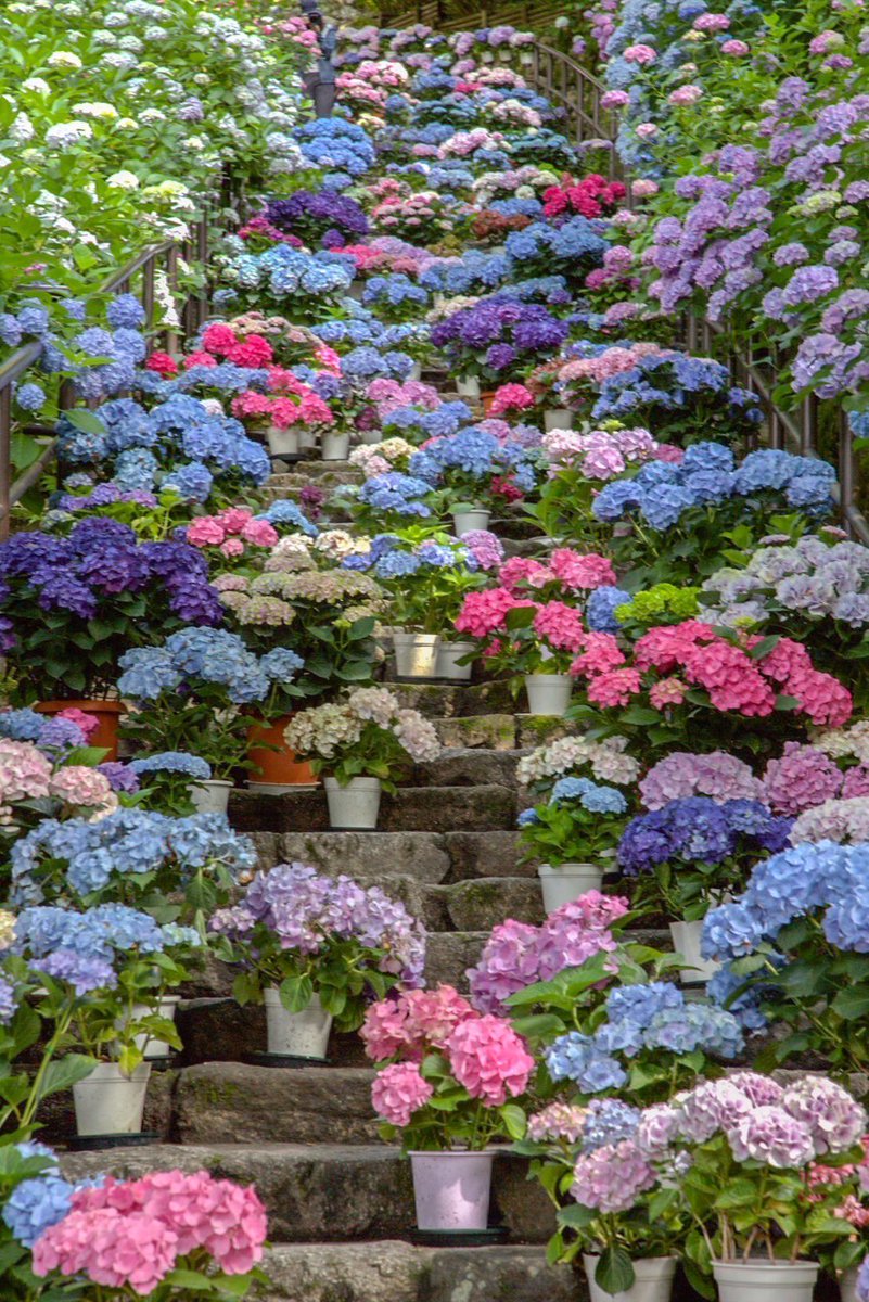𓏸𓈒 𓂃あじさい階段𓂃 𓈒𓏸

#紫陽花 #キリトリセカイ #写真好きな人と繋がりたい