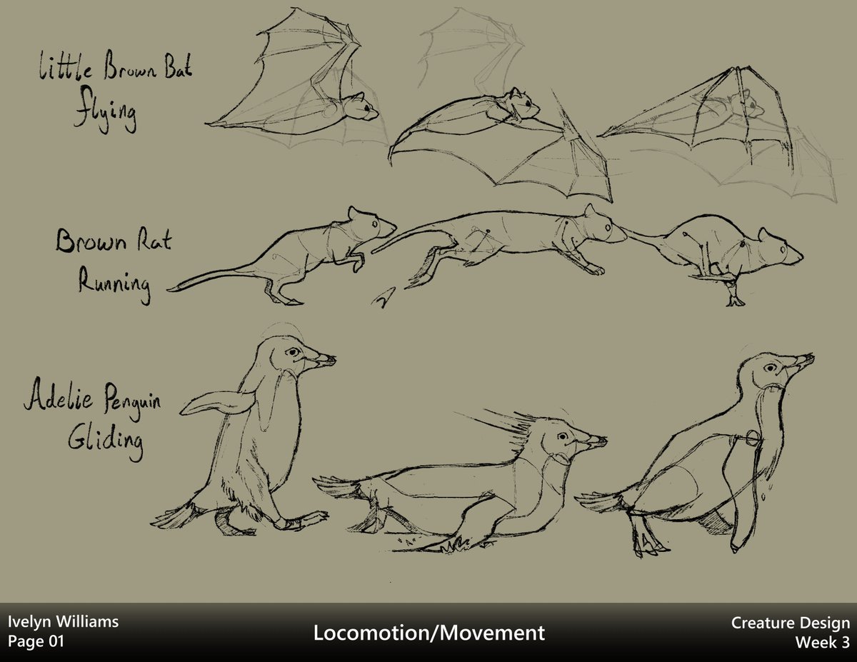 ivyyersinia's tweet image. Week 3 of the Creature class is inspiration from animal movements.  This one was rough since I had no idea what I was going to do until 8 hours before class.  Not super happy how it came out, but I&apos;m glad I got something down at the very least!

#dynamicsketching #creaturedesign
