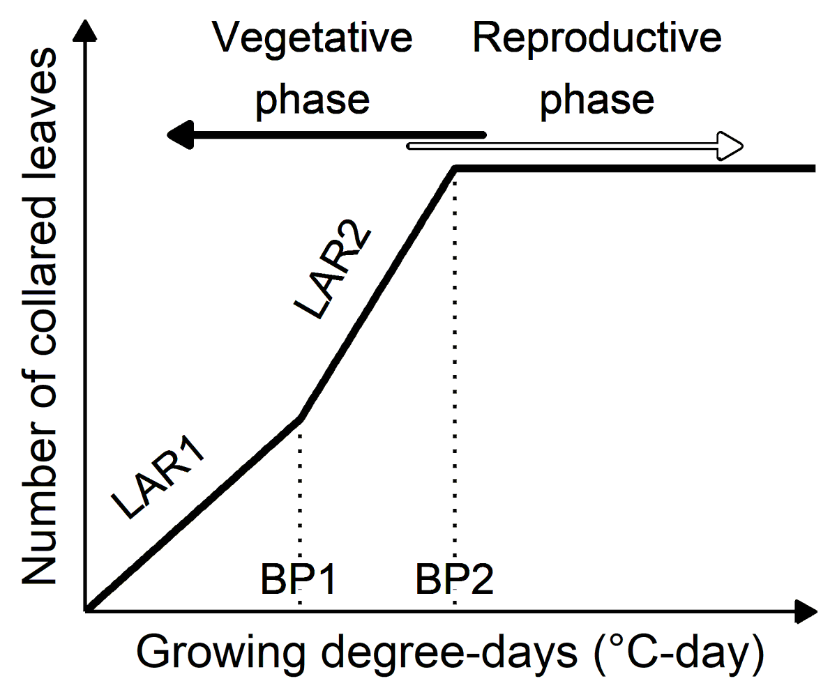 Our new paper showed that four decades of maize breeding has indirectly affected the rate at which maize produces new leaves. Other phenological traits were affected too. Give it a read to find out more: 

acsess.onlinelibrary.wiley.com/doi/abs/10.100…

Thanks to all the co-authors!