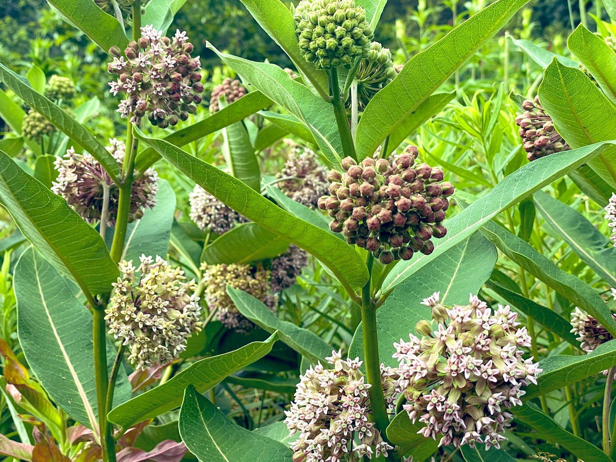 Common milkweed at Wildflower Meadow @CentralParkNYC #CentralParkBloomWatch