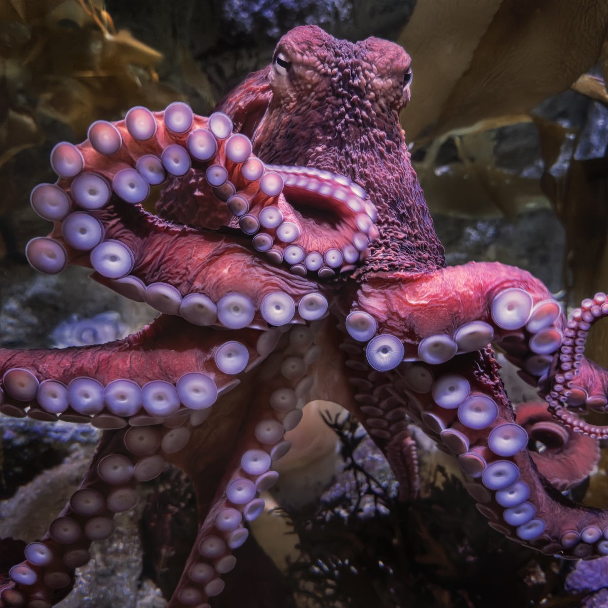 It's #CephalopodWeek! 🥳🐙
Perfect time to introduce you to our newest octopus, Goji. Goji is a giant Pacific octopus, which is the largest species of octopus. She is only 10 pounds, but will likely grow to be over 50! Stop by to see her in our Northern Pacific Gallery.