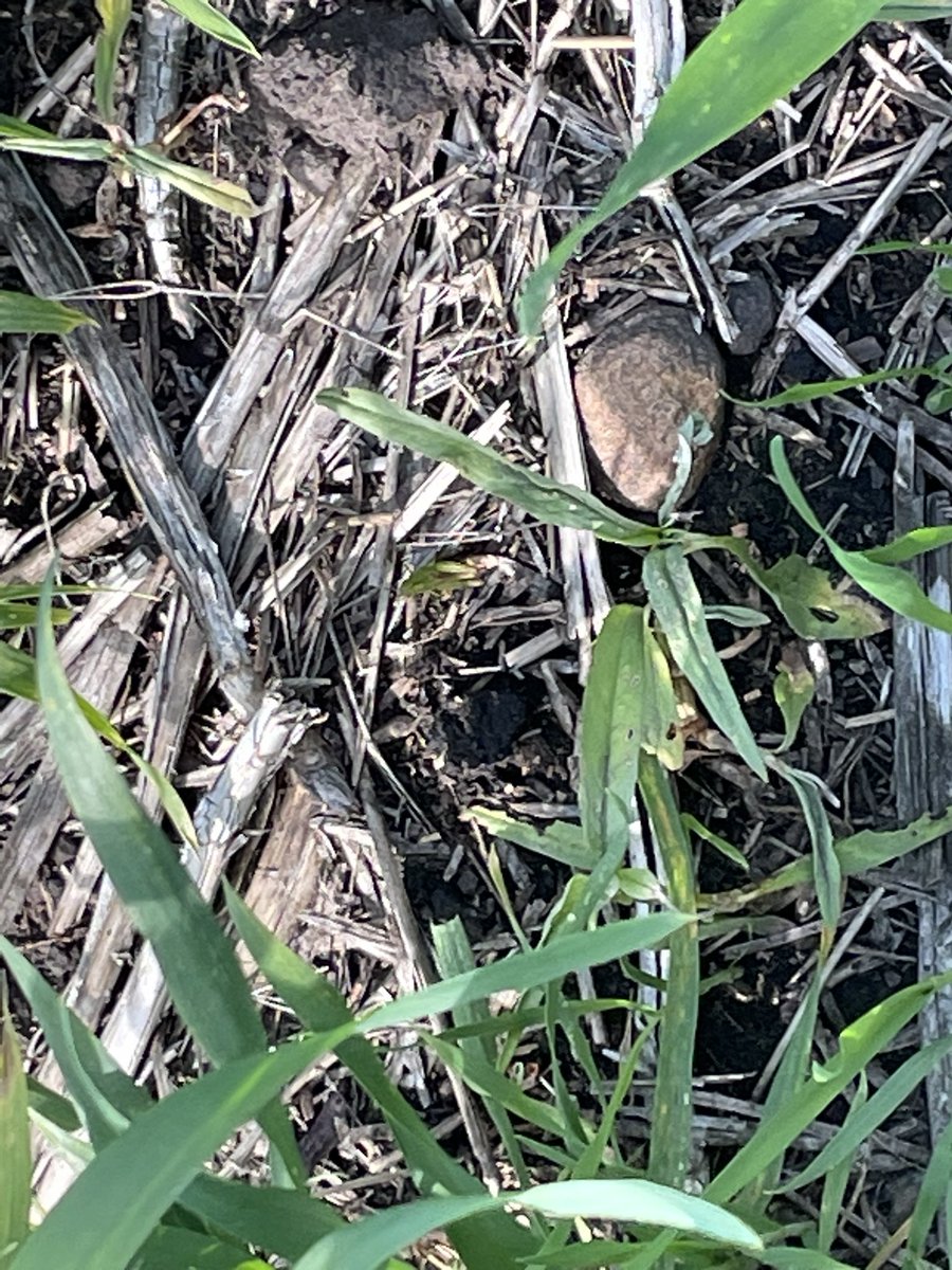 #AgTwitter #spray23 #abbugchat I am getting ready to lay some Miravis Ace on my wheat but I’m finding lots of hoppers in the 1/2” to 3/4” size. Anyone have any tank mix options that can get me out of a bind?