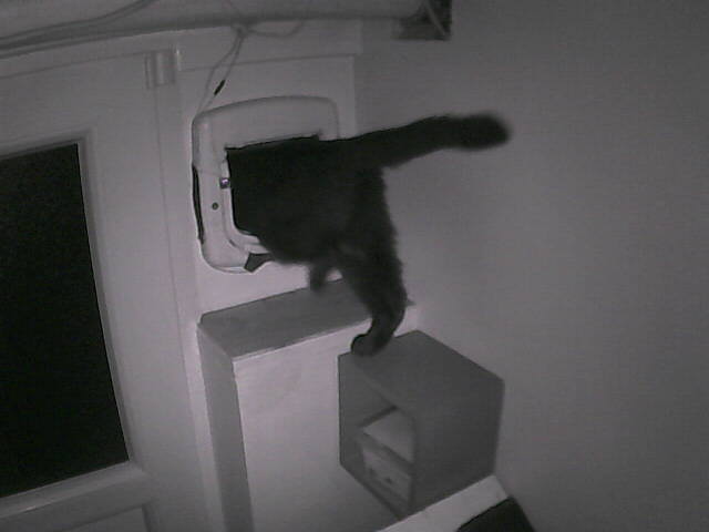 PepitoTheCat's tweet photo. Pépito is out (01:39:51) https://t.co/GgUzXOdc3D
