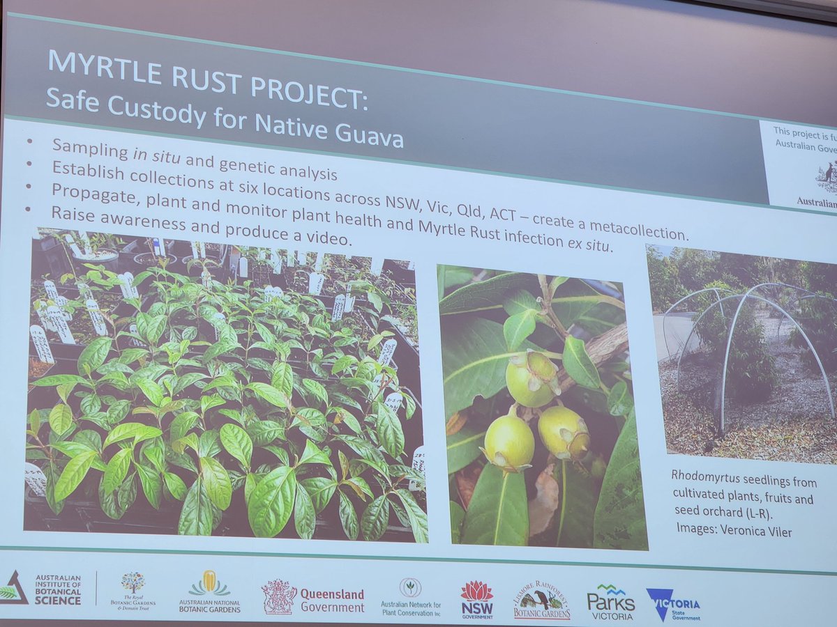 saltandbrine's tweet photo. Pilot model for dispersed living collections of endangered Native Guava. 75 unique pops 5 partner gardens @AmeliaYenson

Fund➡️ Collect wild remnants➡️ Train team➡️ Propagate ➡️ Disperse to partners ➡️ Control #MyrtleRust in Nursey➡️ Monitor➡️ Research

@ANPlantC #ReCER #amrc2023 https://t.co/e8fa3mFYuV