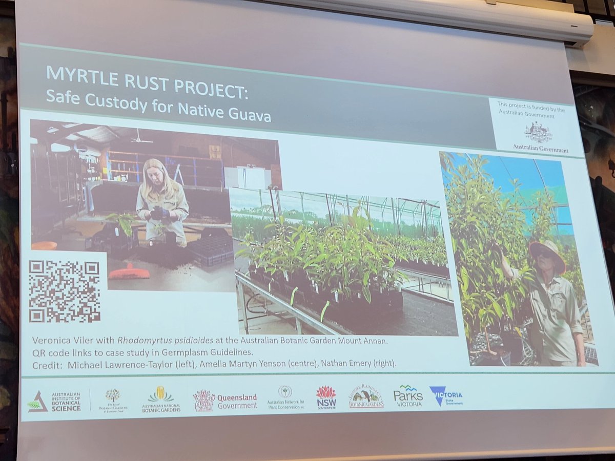 saltandbrine's tweet photo. Pilot model for dispersed living collections of endangered Native Guava. 75 unique pops 5 partner gardens @AmeliaYenson

Fund➡️ Collect wild remnants➡️ Train team➡️ Propagate ➡️ Disperse to partners ➡️ Control #MyrtleRust in Nursey➡️ Monitor➡️ Research

@ANPlantC #ReCER #amrc2023 https://t.co/e8fa3mFYuV