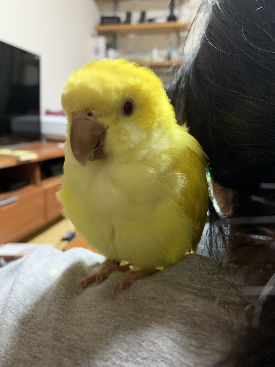 鳥好き (@sunlit_4577) / Posts / X