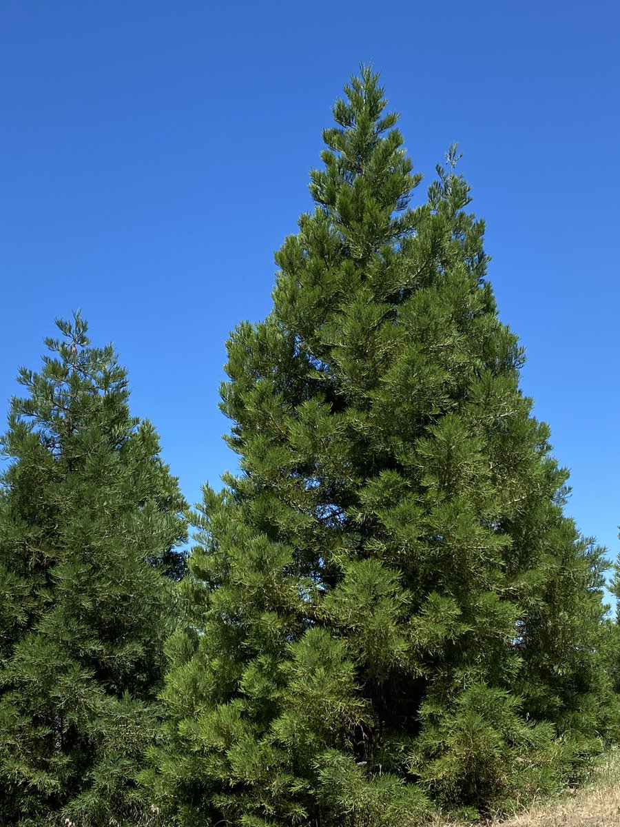 Did you know we have sequoia trees growing right here in San Diego county? 🌲In my story tonight at 5&amp;6, we speak with the man behind this SoCal sequoia grove and his mission to plant and protect these trees. <a href="/nbcsandiego/">NBC 7 San Diego</a>