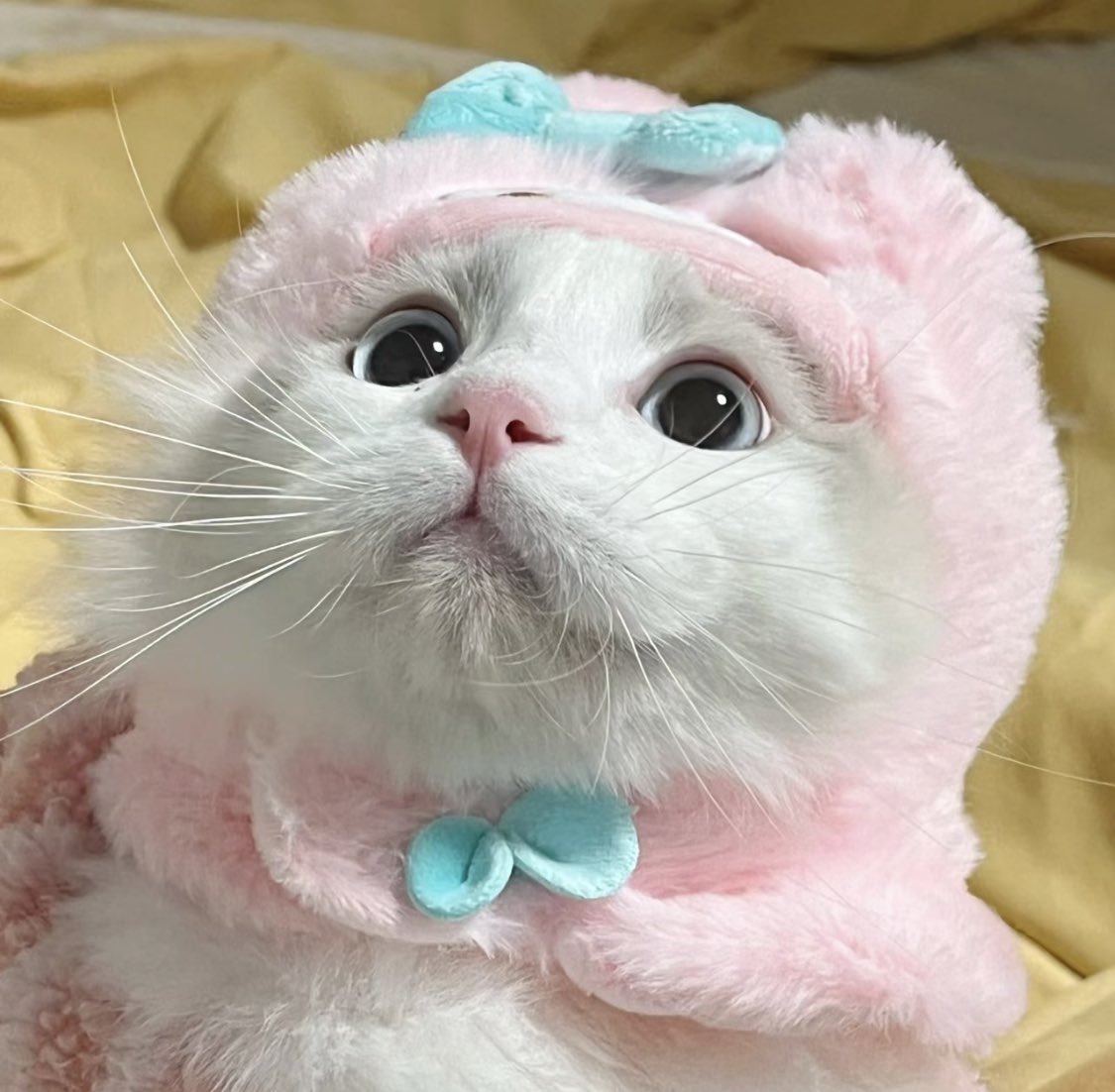 line-ia-on-twitter-rt-piinkimi-cat-w-my-melody-hat