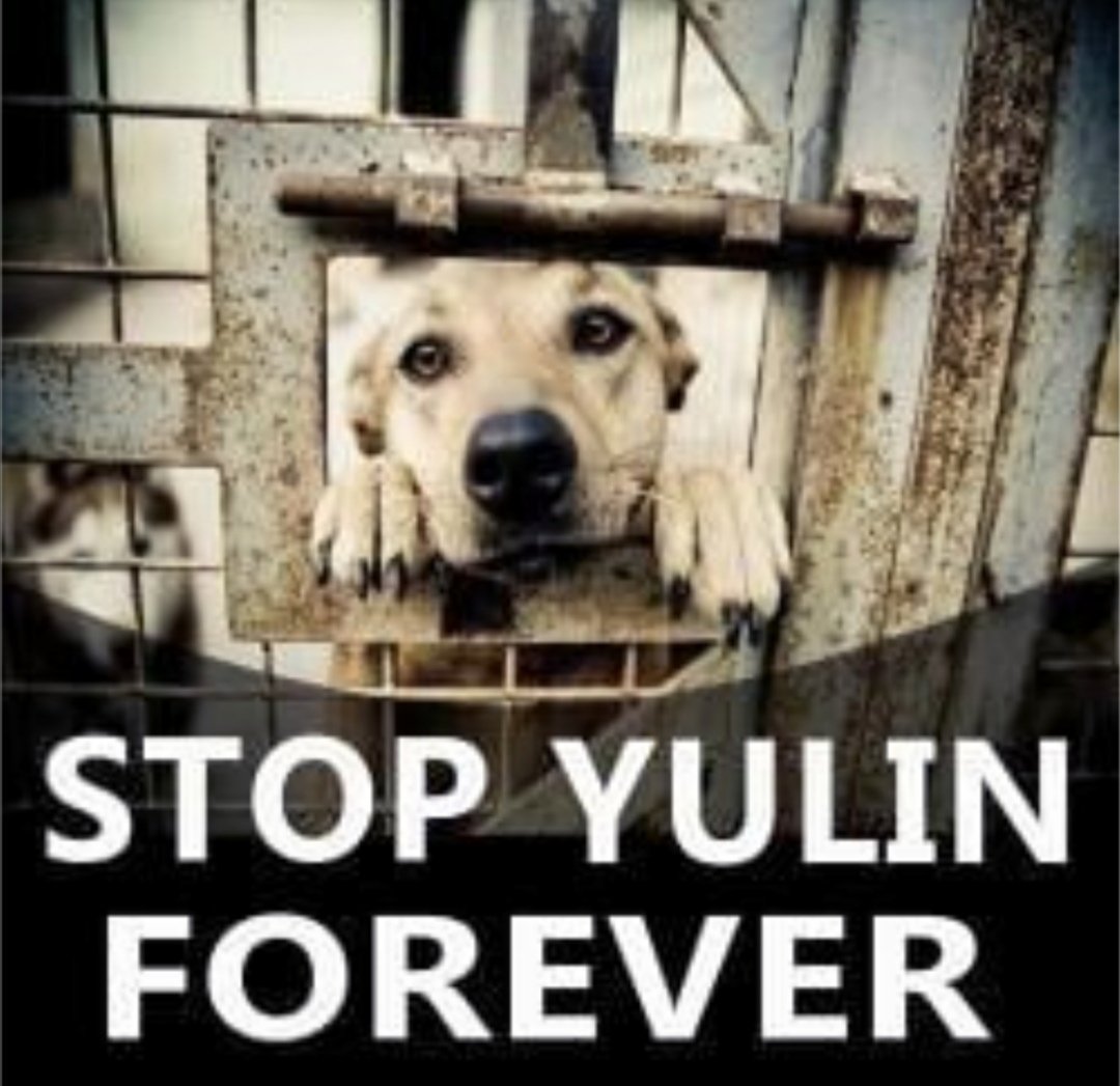 #Yulin2023
#StopYulinforever