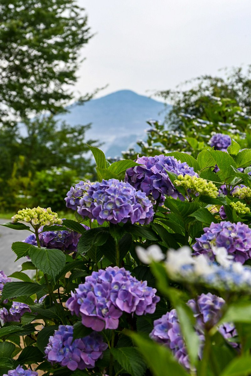 おはようございます(*´▽｀)ﾉﾉ͛💠

小高い山の山道は

紫陽花で飾られ

武甲山を望んで･･･🗻

#ファインダー越しの私の世界 
#キリトリセカイ 
#写真で伝える私の世界 
#私とニコンで見た世界 
#photooftheday 
#photograghy 
#秩父郡横瀬町
#花咲山公園 
#紫陽花 
#武甲山