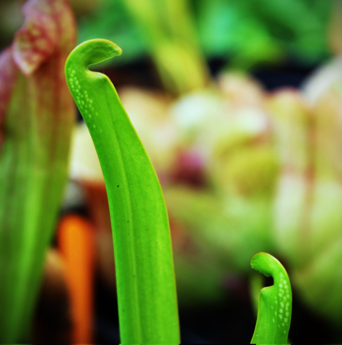 Minor is coming back! Love the little window spots in them 😍