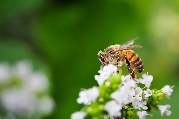 PollinationCnxn's tweet photo. Neem oil used appropriately won’t harm #bees, #butterflies and #ladybugs.

Since #neem oil only targets bugs who chew on leaves, neem oil #insecticides are safe to use around butterflies, ladybugs, and most other beneficial #insects.

https://t.co/sIqHQ6EJsf https://t.co/cgXiZENA0w