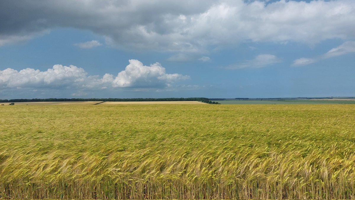 Thanks to <a href="/WillJones016/">Will Jones</a> for hosting. Crops, water protection and margins looked a picture.