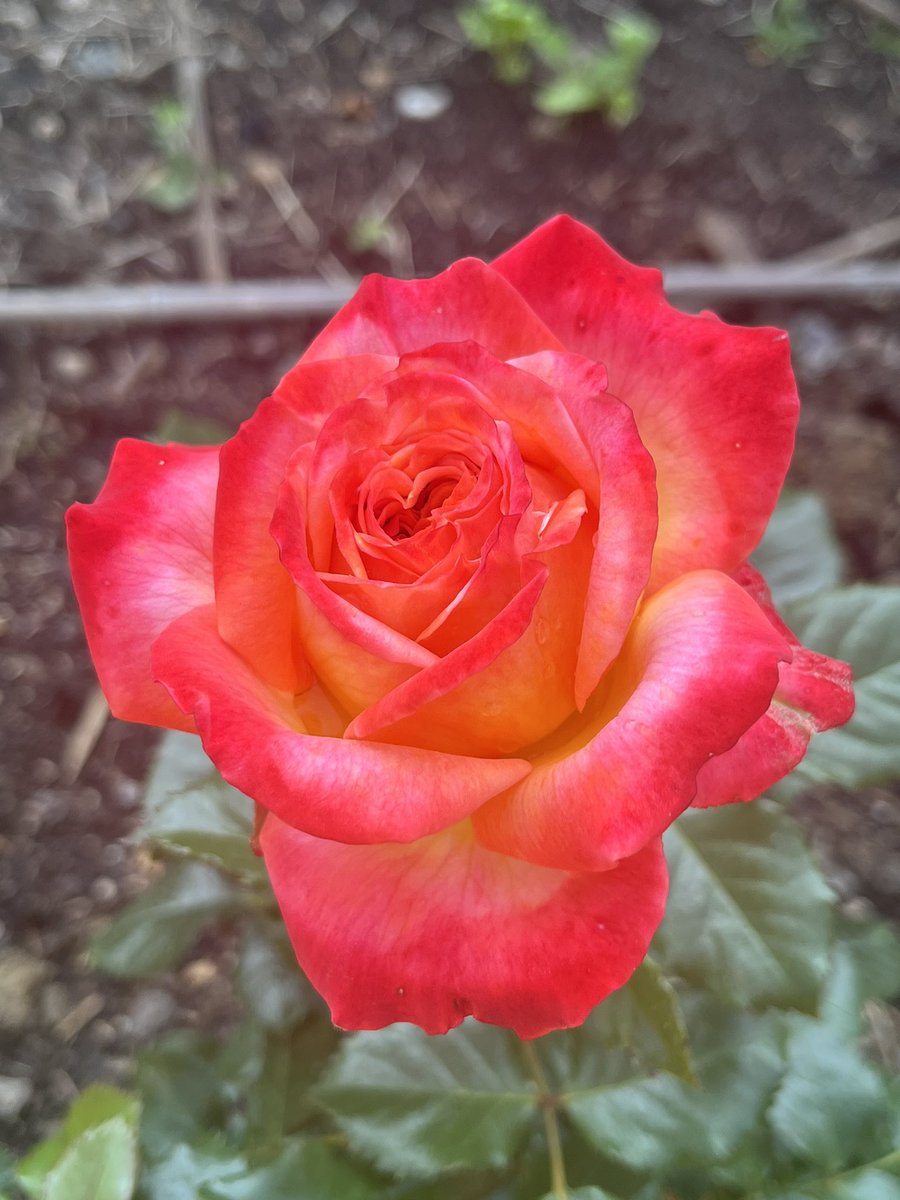 Today’s favourite rose- Meteor - opening a little more every day - I’m loving the red edging and the glow of yellow lower down the petals - I’m thinking a ‘Gibson Les Paul Sunburst guitar’ of a rose #roseoftheyear #roseoftheyear2024 #mygarden #myroses