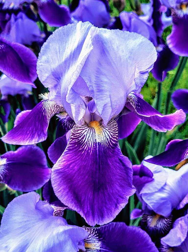 What an amazing June it's been for the showstopping goddess of my garden...the Bearded Iris!
No wonder they're one of the most popular perennials in the world.
💜⭐️💜💫💜⭐️💜
destinationcharming.com 
#Iris #garden #flowerphotography